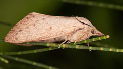 Entometa apicalis