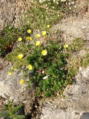 Potentilla rupifraga