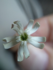 Silene saxifraga