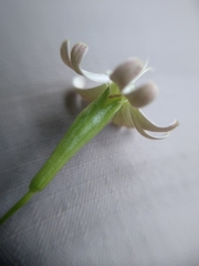 Silene saxifraga