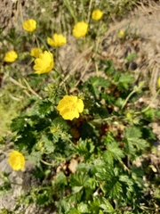 Potentilla rupifraga