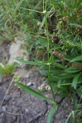 Silene saxatilis