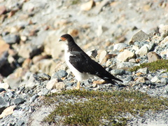 Daptrius albogularis