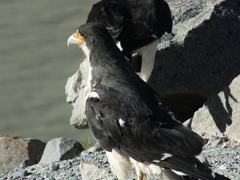 Daptrius albogularis