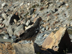 Daptrius albogularis