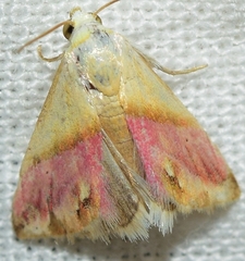 Eublemma cochylioides