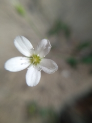 Moehringia intricata