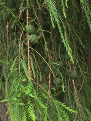 Taxodium mucronatum