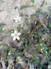 Moehringia intricata