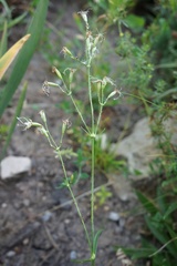 Silene saxatilis