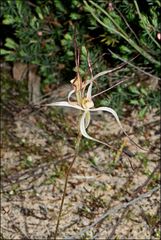 Caladenia filamentosa