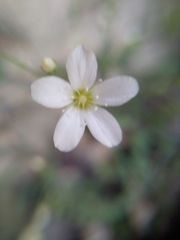 Moehringia intricata