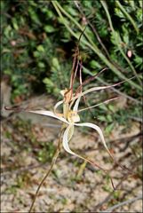 Caladenia filamentosa