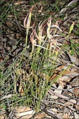 Caladenia filamentosa