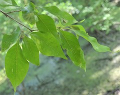 Forestiera acuminata
