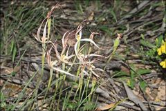Caladenia filamentosa