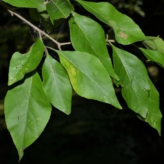 Forestiera acuminata