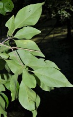 Forestiera acuminata
