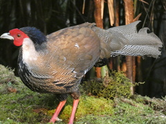 Lophura nycthemera