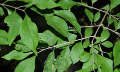 Forestiera acuminata
