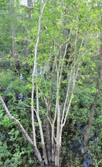 Forestiera acuminata