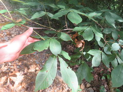 Carya carolinae-septentrionalis
