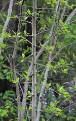 Forestiera acuminata