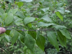 Forestiera acuminata