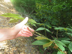 Carya carolinae-septentrionalis