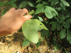 Carya carolinae-septentrionalis