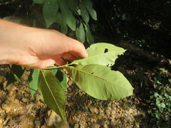 Carya carolinae-septentrionalis