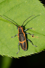 Saperda lateralis