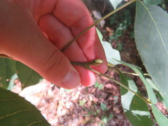 Carya carolinae-septentrionalis