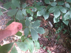 Carya carolinae-septentrionalis