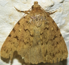 Autophila cataphanes