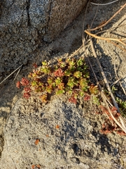 Hylotelephium cyaneum