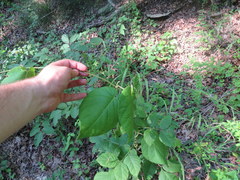 Matelea carolinensis