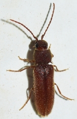Anelastidius feisthameli