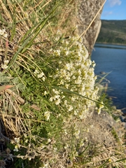 Draba ussuriensis