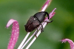 Odontocorynus umbellae