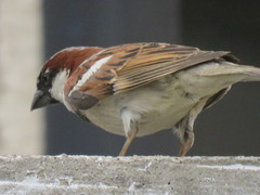 Passer domesticus