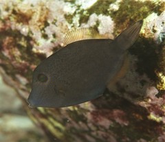 Cantherhines pardalis