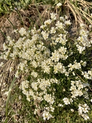 Draba ussuriensis