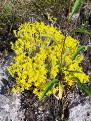 Sedum acre