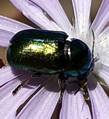 Cryptocephalus aureolus