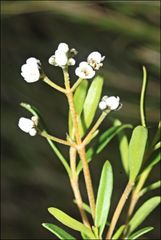 Logania linifolia