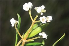 Logania linifolia