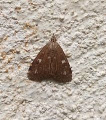 Udea olivalis