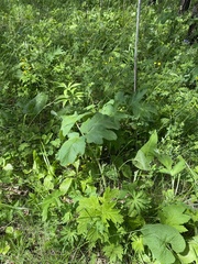 Heracleum dissectum