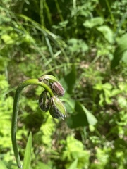 Lilium martagon pilosiusculum